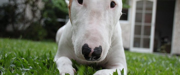 Milyen a bullterrier?